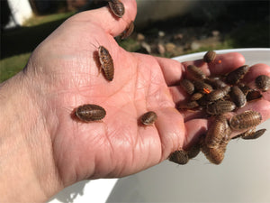 How to Gut-Load Dubia Roaches - What do Dubia Roaches Eat?