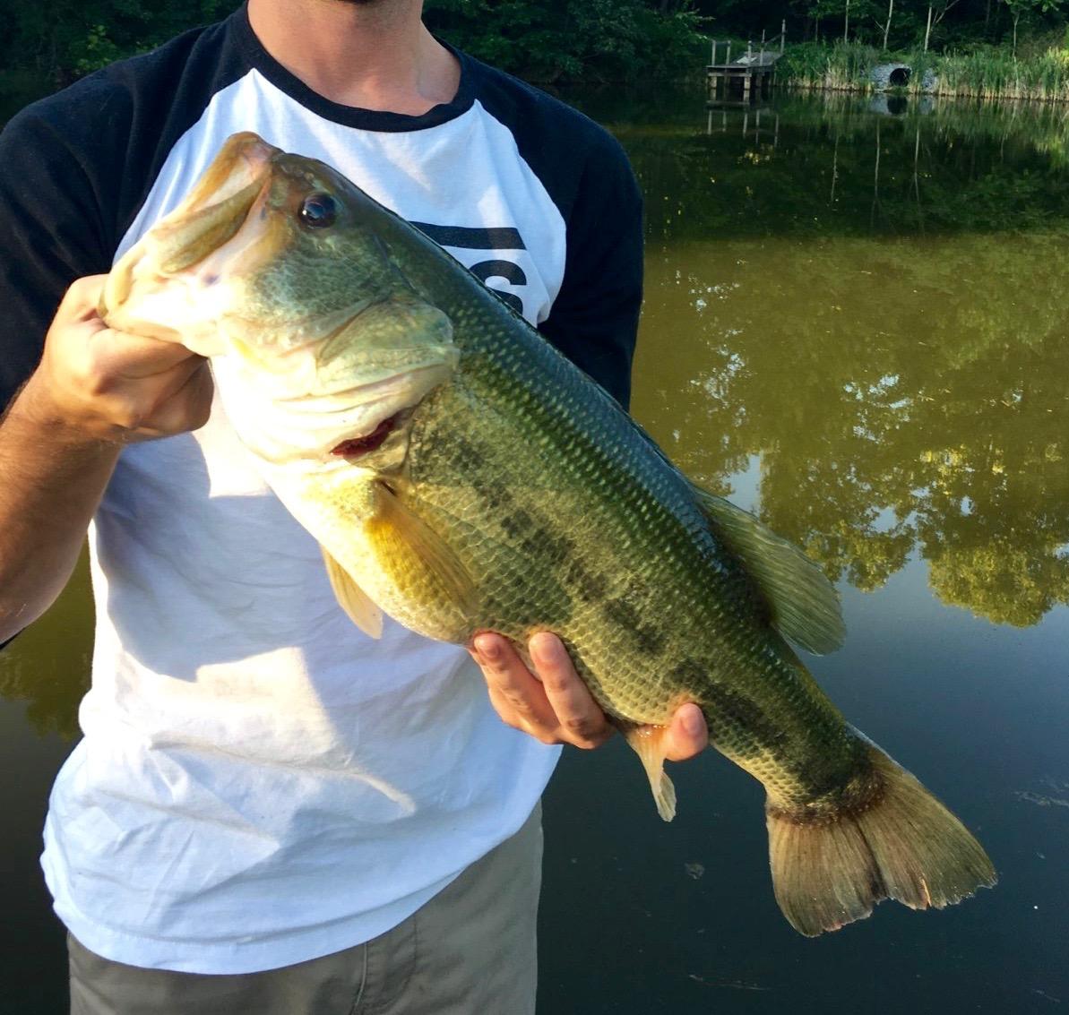 How to Fish for Largemouth Bass -  The Critter Depot