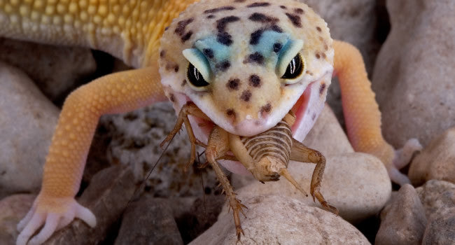 Cricket Feeding for Leopard Geckos