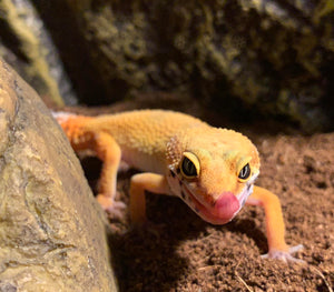 Leopard Gecko Substrate - The Critter Depot