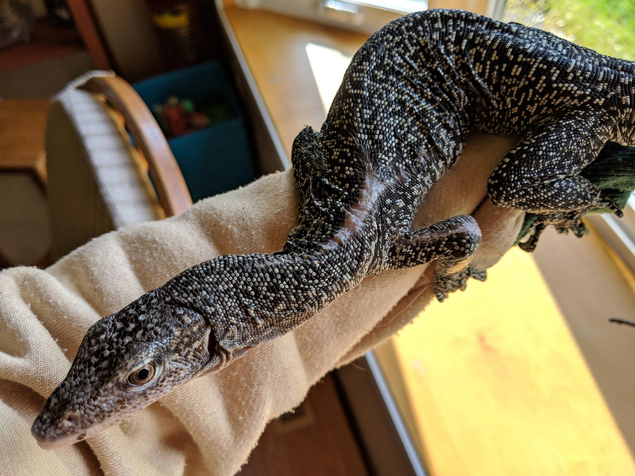 Monitor Lizard Care Guide - The Critter Depot