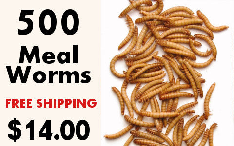 The Secret Life of Meal Worms