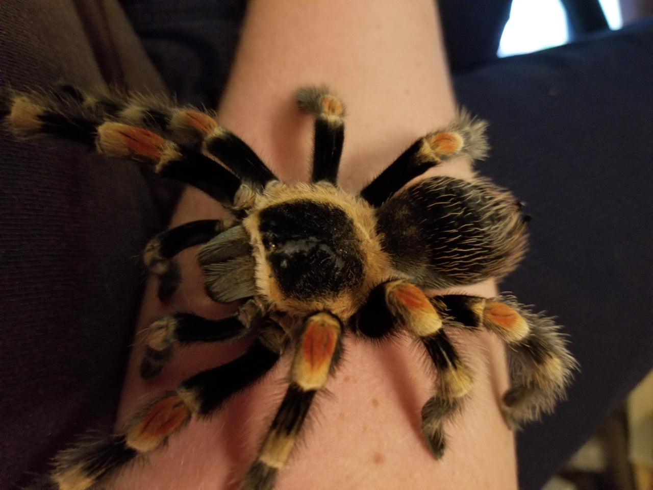 17 Tarantula Accessories: (Must-Have + Nice-To-Have) – Cool Pets Advice