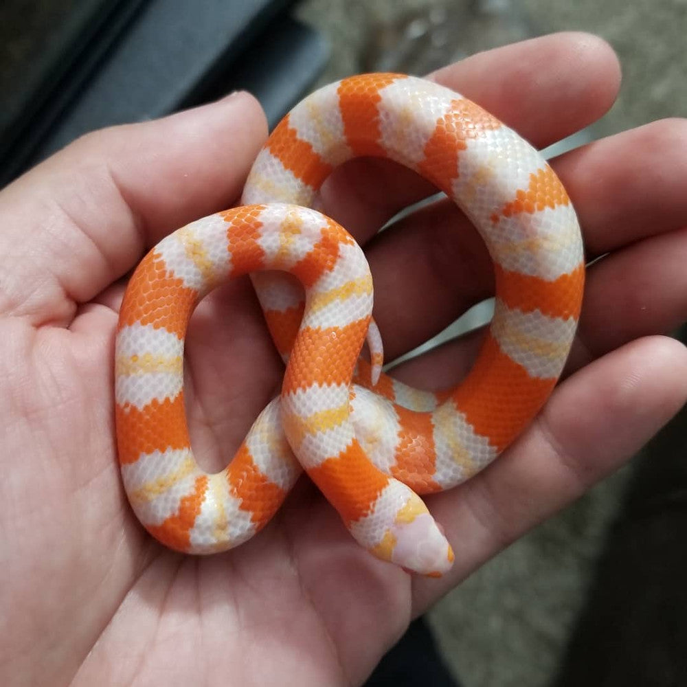 Milk Head Python Two Headed Honduran Milk Snake
