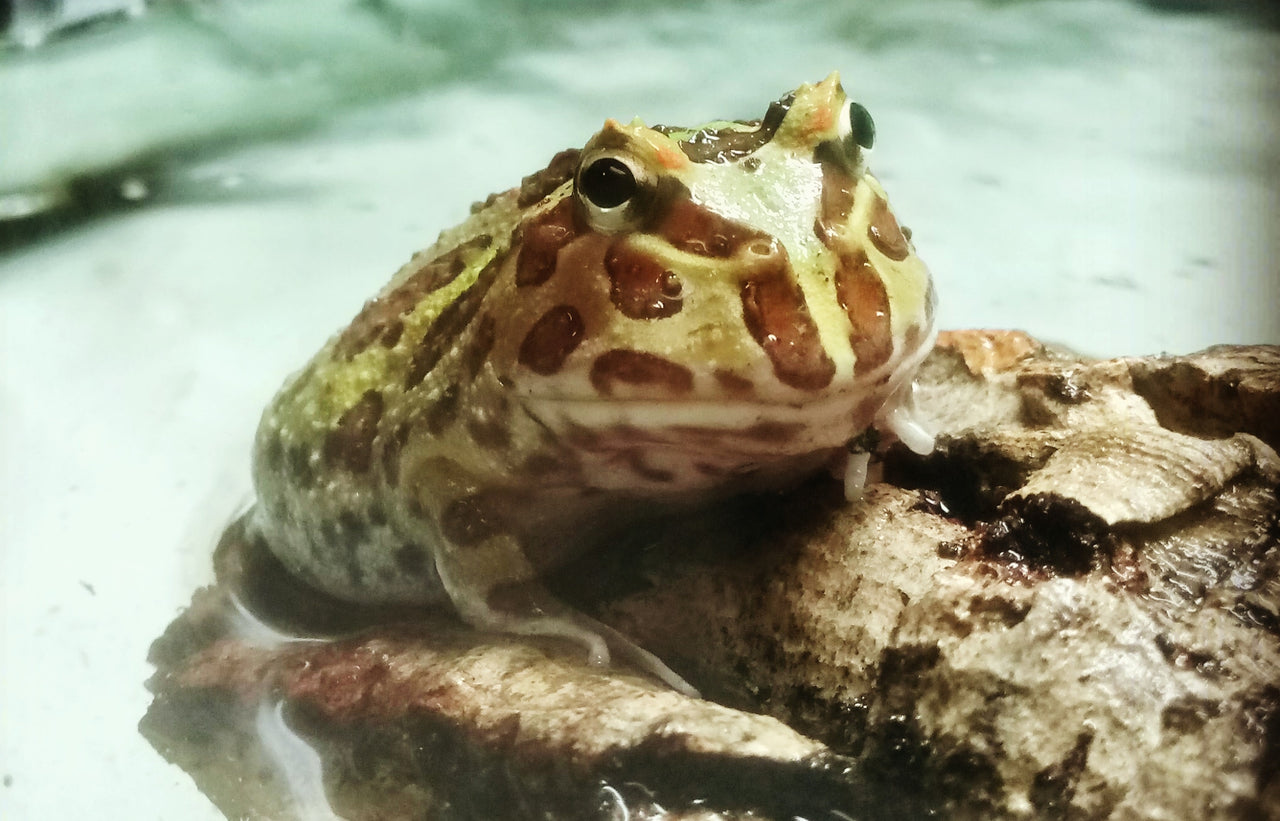 Treating Anxiety In Pacman Frogs photo