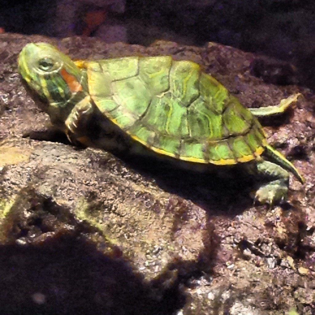 Red-Eared Slider Care Guide - The Critter Depot