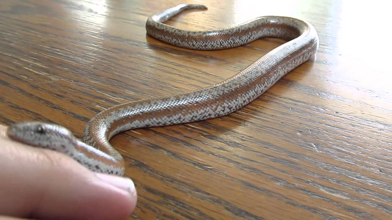 The Rosy Boa Care Guide- The Critter Depot