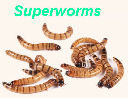 Mistakes when breeding superworms