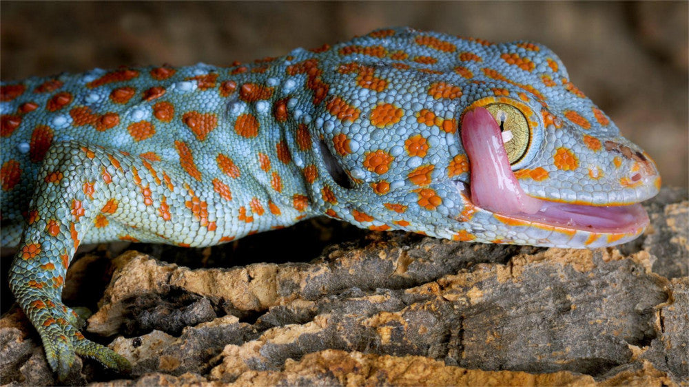 Tokay Gecko Care Guide - The Critter Depot