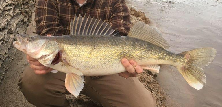 How to Catch Walleye - The Critter Depot