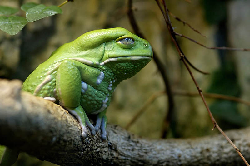 Waxy Monkey Frog Care Guide