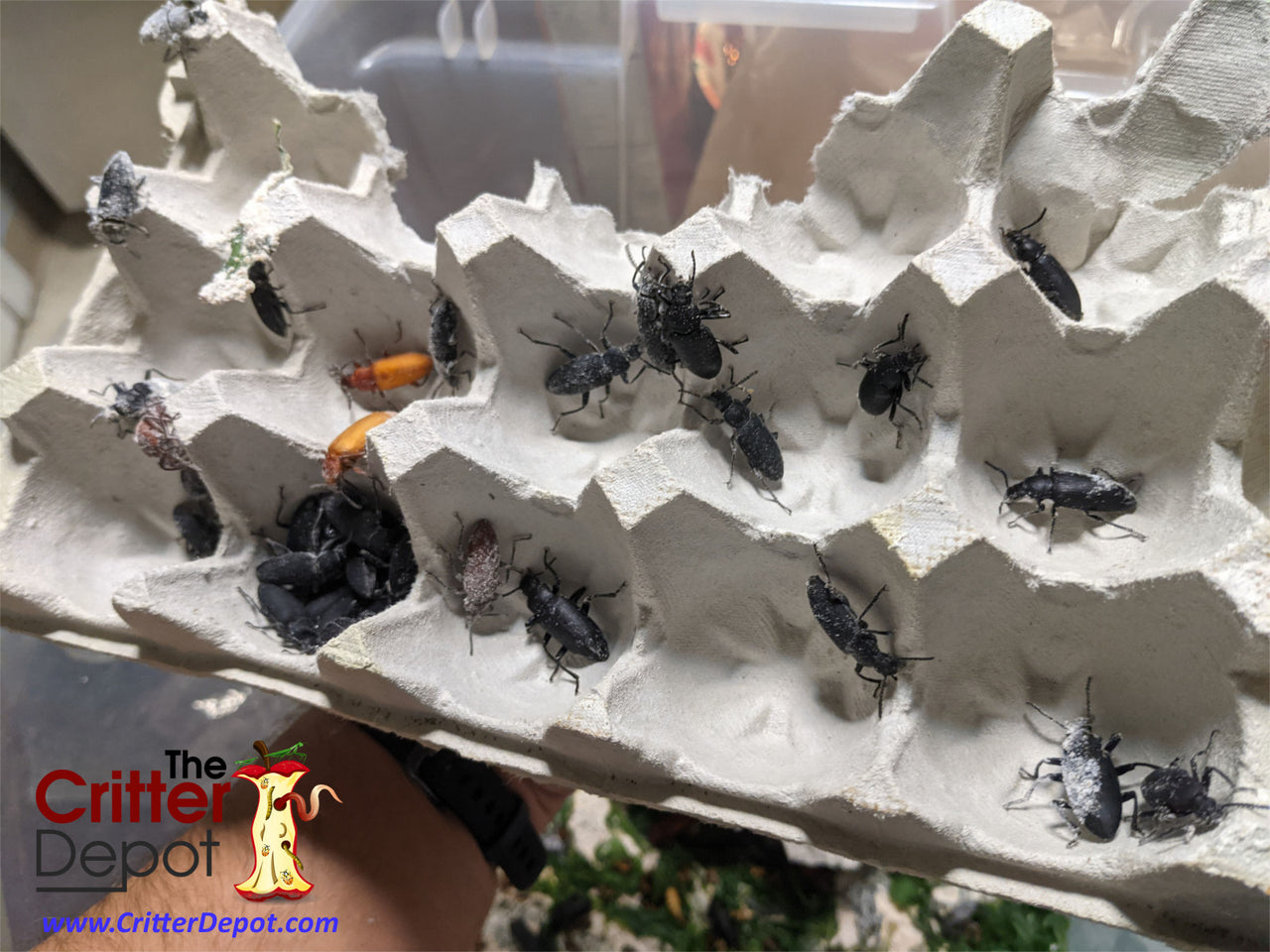 How to Breed Superworms - The Critter Depot