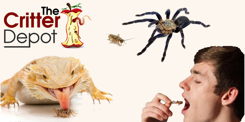 thecritterdepot.com logo