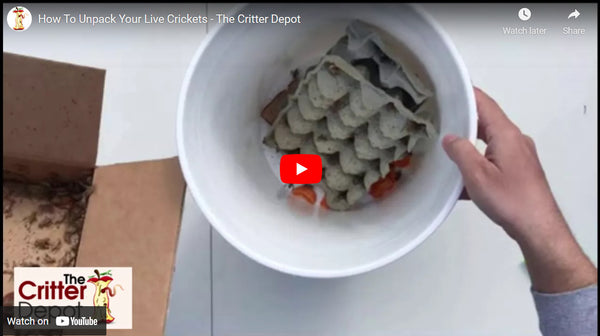 Live Pinhead & Small/Medium Crickets – Reptile Food With Free Shipping