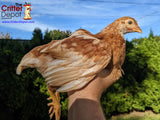 Egg Laying Chicks for Sale - Brown Chickens - Free Shipping