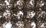 Dubia Roaches for Sale - Free Shipping