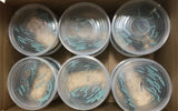 Hornworms for Sale - Free Shipping