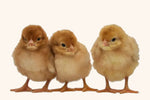 Egg Laying Chicks for Sale - Brown Leghorn - Free Shipping