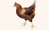 Egg Laying Chicks for Sale - Brown Chickens - Free Shipping