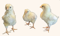 Egg Laying Chicks for Sale - White Leghorn - Free Shipping