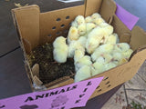 Egg Laying Chicks for Sale - White Chickens - Free Shipping