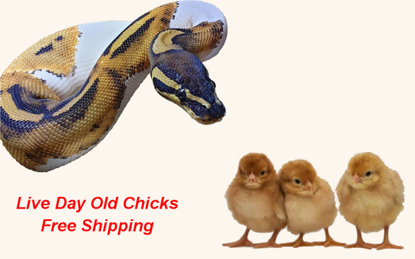 Live Day Old Chicks - Snake & Raptor Food - Free Shipping
