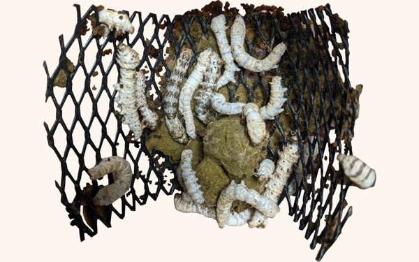 Silkworms For Sale - Free Shipping