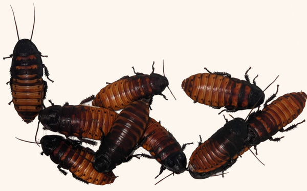 Madagascar Hissing Roaches For Sale - Free Shipping
