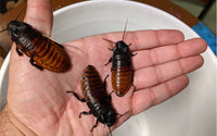 Madagascar Hissing Roaches For Sale - Free Shipping