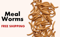 Mealworms - Mealworms For Sale - Free Shipping
