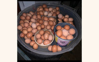 Egg Laying Chicks for Sale - Brown Chickens - Free Shipping