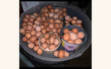 Egg Laying Chicks for Sale - Brown Chickens - Free Shipping