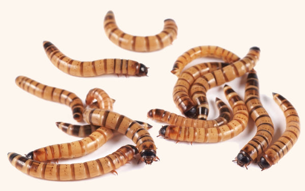 superworms for sale - free shipping