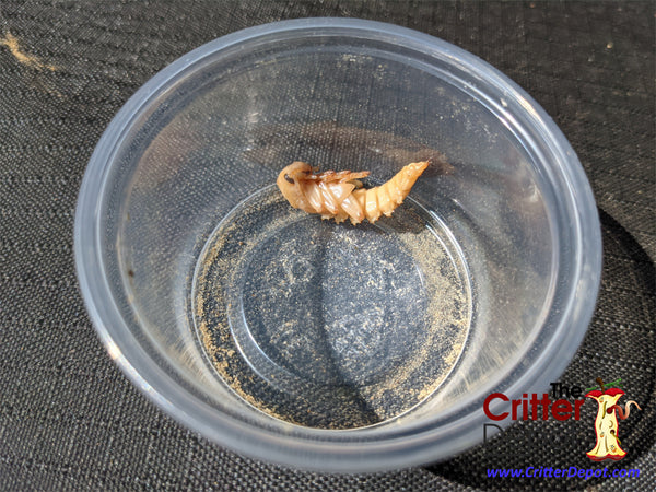thumbnail image 2 of 1000 Large Live Superworms - Live Arrival Guaranteed For Reptile & Bird Feed 2 of 5